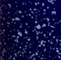 Speckled Cobalt/White